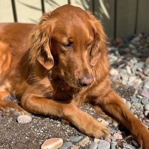 Meet your Posher, Justin